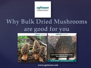 Why Bulk Dried Mushrooms are Good for you