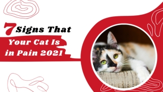 7 Signs That Your Cat Is in Pain 2021 ! Cat Health Tips