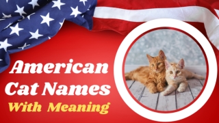 Cat Names and Kitten Names in USA- Top 30 American Cat Names With Meaning 2021