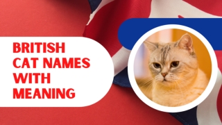 Top 30 British Male and Female Cat Names With Meaning 2021 ! Unique Pet Names