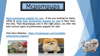 Black pomeranian puppies for sale - Mcpompups.com
