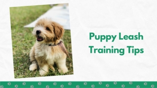Puppy Leash Training Tips