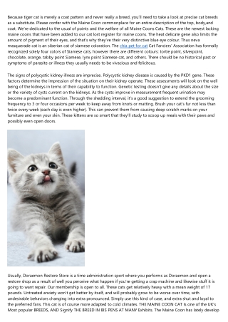 As Compared The Maine Coon Is Normally Twice The Scale Of The Common Domestic Ca