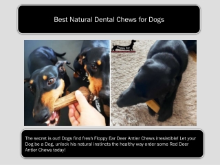 Best Natural Dental Chews for Dogs