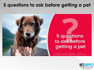 5 Questions to Ask Before Getting a Pet | Pet Supply | Pet Care | VetSupply