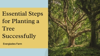 Essential Steps for Planting a Tree Successfully