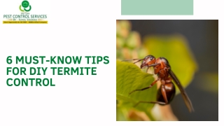 6 Must-Know Tips for DIY Termite Control