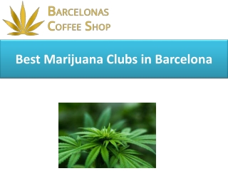 Best Marijuana Clubs in Barcelona
