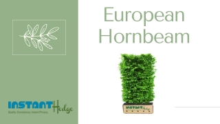 European Hornbeam | Carpinus betulus | InstantHedge