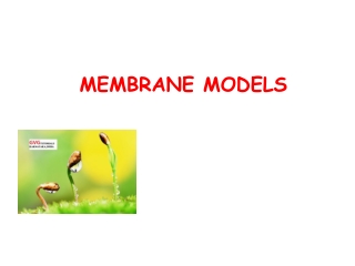 models of plasma membrane