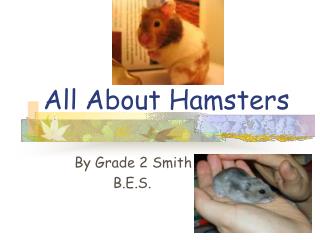 All About Hamsters