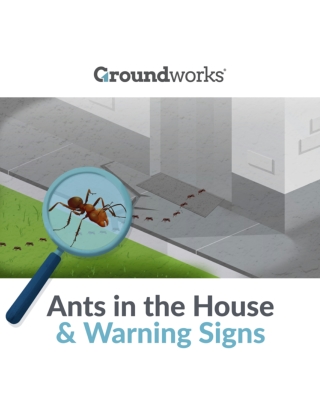 Ants in the House & Warning Signs