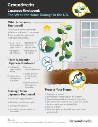 Japanese Knotweed: Top Weed for Home Damage in the U.S.