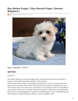 Ashton Maltese Puppy