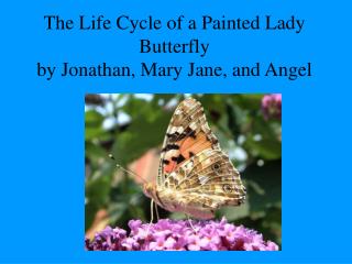 The Life Cycle of a Painted Lady Butterfly by Jonathan, Mary Jane, and Angel