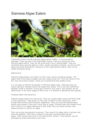 Siamese Algae Eaters