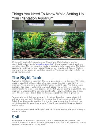 Things You Need To Know While Setting Up Your Plantation Aquarium