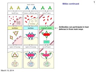 Antibodies can participate in host defense in three main ways