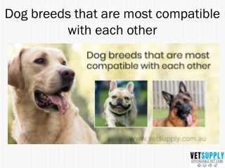 Dogs Breed that are most compatible with each other |Pet Supplies | Pet Care