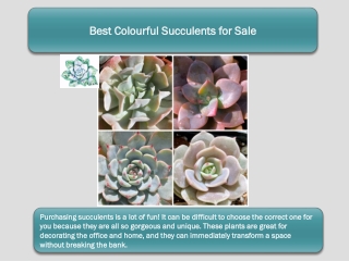 Best Colourful Succulents for Sale