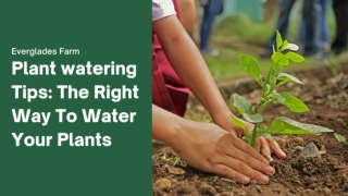 Plant watering Tips - The Right Way To Water Your Plants