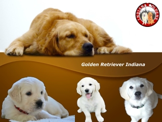 Golden Retriever Indiana for Sale - indianagoldens.com