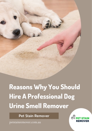 Reasons Why You Should Hire A Professional Dog Urine Smell Remover