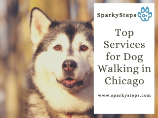 Top Services for Dog Walking in Chicago