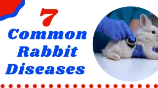 7 Common Rabbit Diseases And Illnesses Every Owner Should Know About 2021