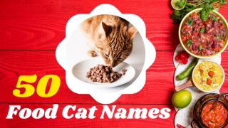 50 Food Cat Names - 50 Cute & Funny Food Names for Cats 2021 ! Unique Pet Names