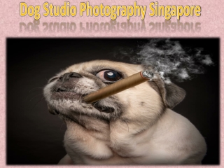 Dog Studio Photography Singapore