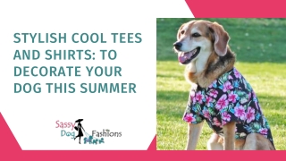 Stylish Cool Tees And Shirts To Decorate Your Dog This Summer