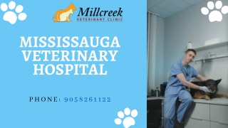 Mississauga Animal Hospital | Vets Mississauga | Millcreek Vet