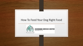 How To Feed Your Dog Right Food