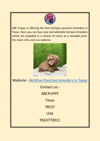 Bichpoo Poochon Breeders in Texas | Abcpuppy.com