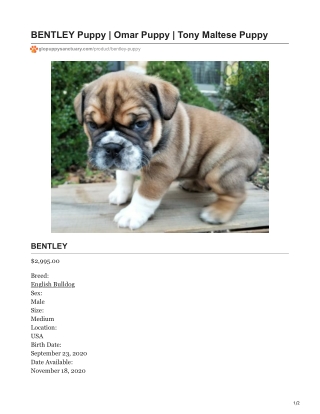 Bentley English Bulldog Puppy