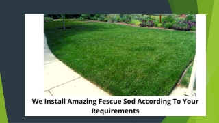 We Install Amazing Fescue Sod According To Your Requirements