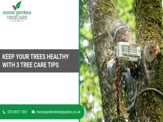 Keep Your Trees Healthy With 3 Tree Care Tips