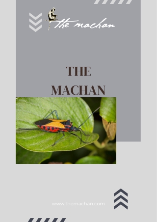 Best forest resort near Mumbai - The machan