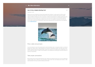 How To Plan A Dolphin Watching Trip?