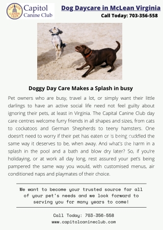 Doggy Day Care Makes a Splash in Busy