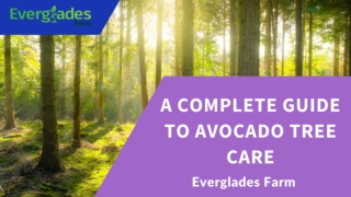 A Complete Guide to Avocado Tree Care