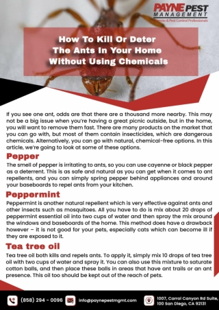 San diego Termite Control  | San diego Bee Removal