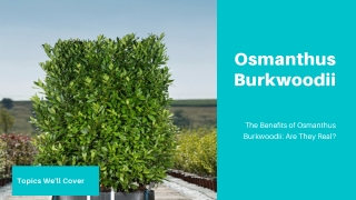 The Benefits of Osmanthus Burkwoodii Are They Real