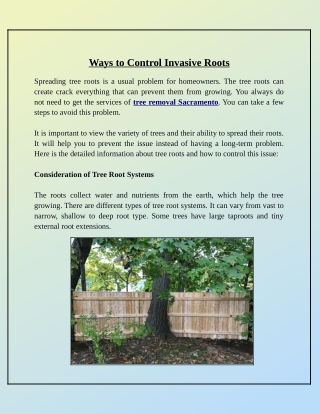 What Are the Useful Tips to Control Invasive Tree Roots?