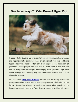 Five Super Ways to Calm Down a Hyper Pup