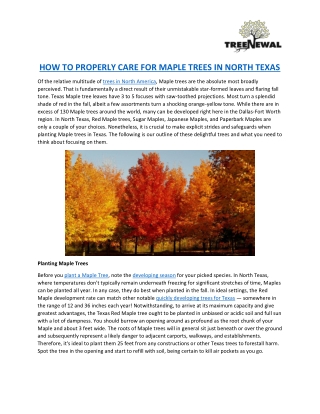 HOW TO PROPERLY CARE FOR MAPLE TREES IN NORTH TEXAS