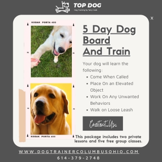 5 Days Dog Board and Training