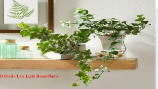Low Light Houseplants