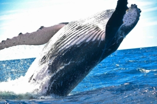 Sailing Tours in Maui - Ultimate Pacific humpback whale watching experience in Maui